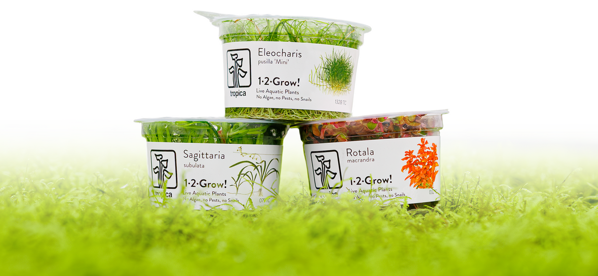 Getting started with 1•2•GROW!