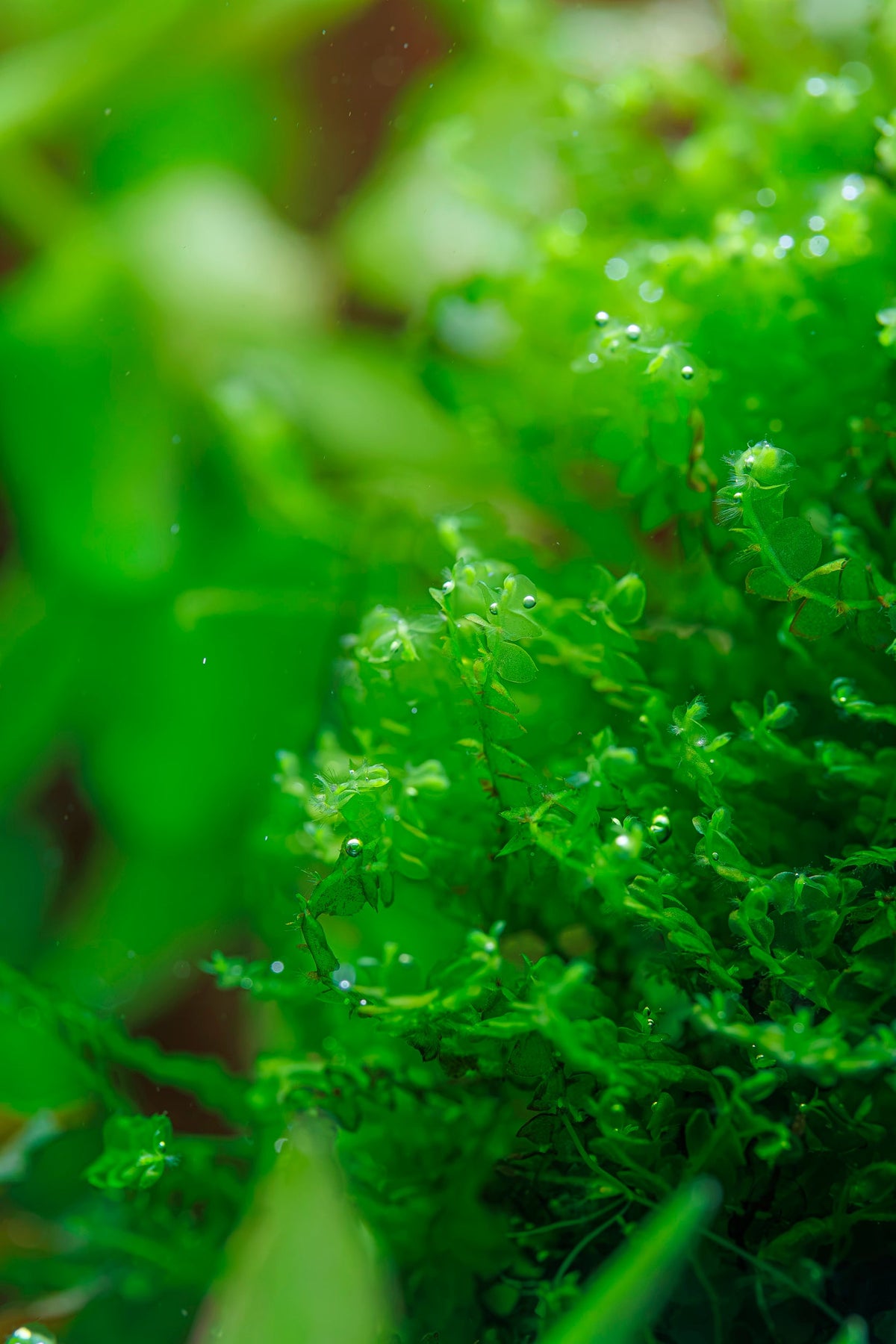 Solenostoma tetragonum 'Pearl Moss'