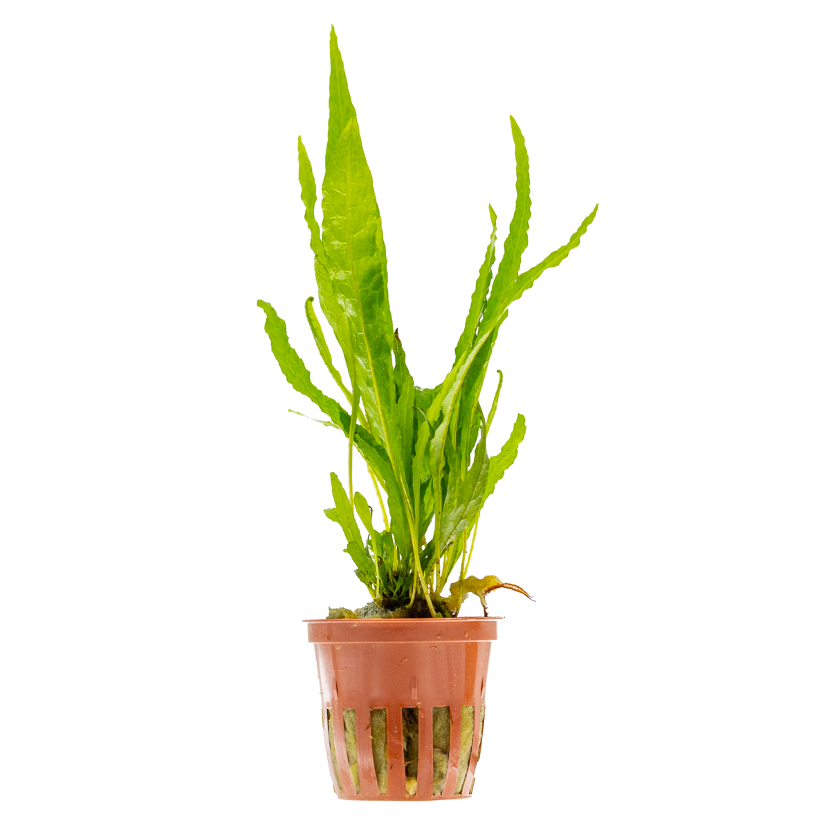 Microsorum pteropus
