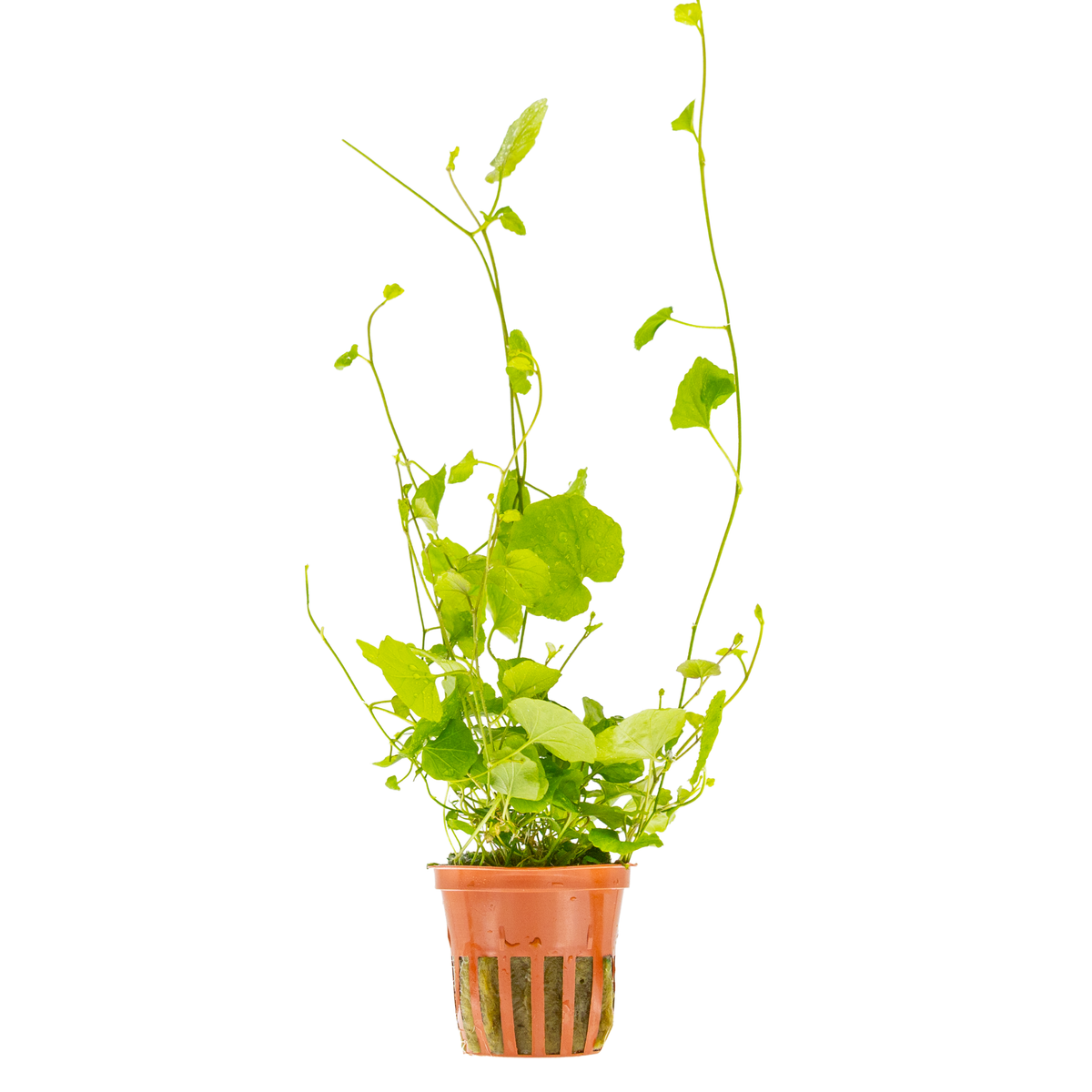 Cardamine lyrata