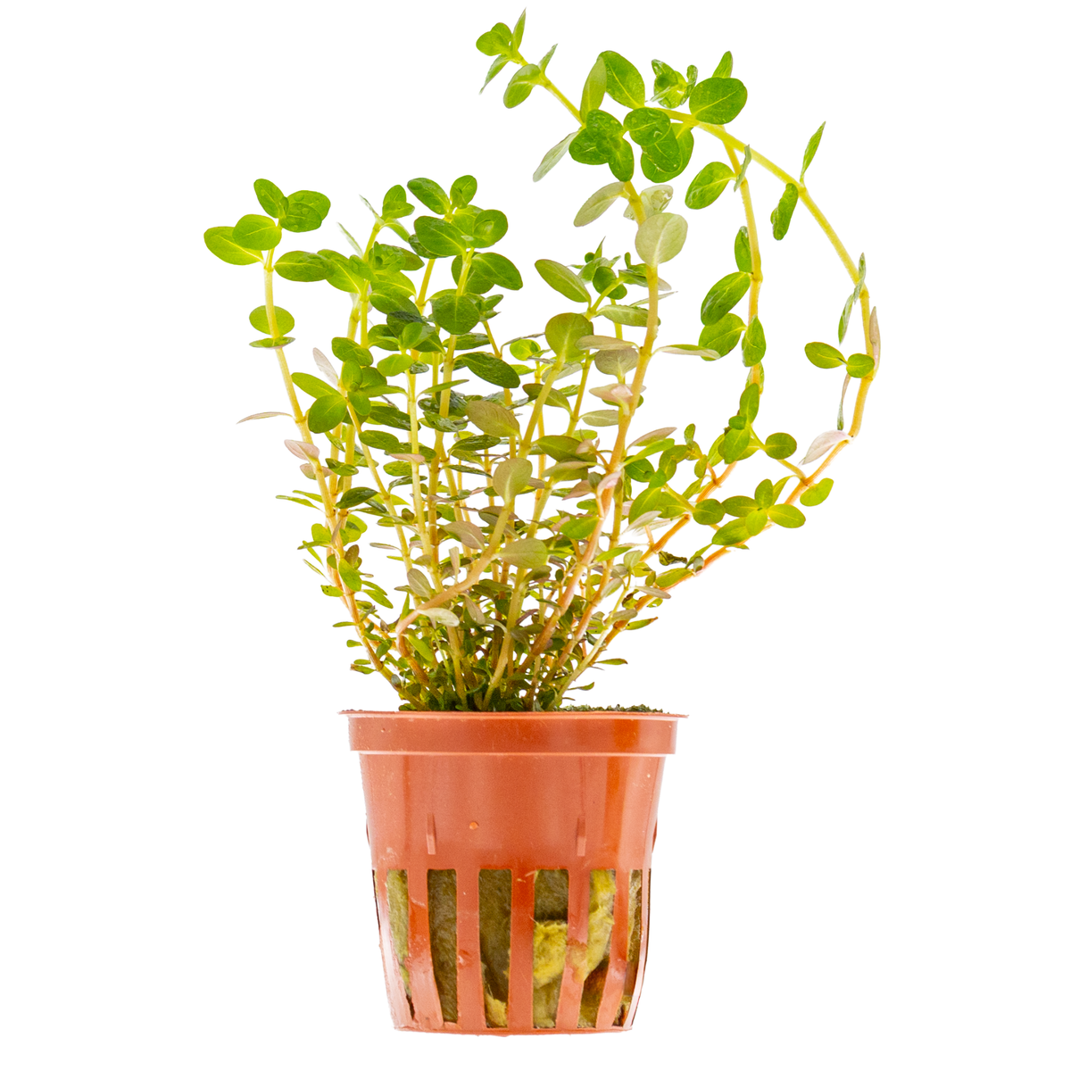 Rotala rotundifolia