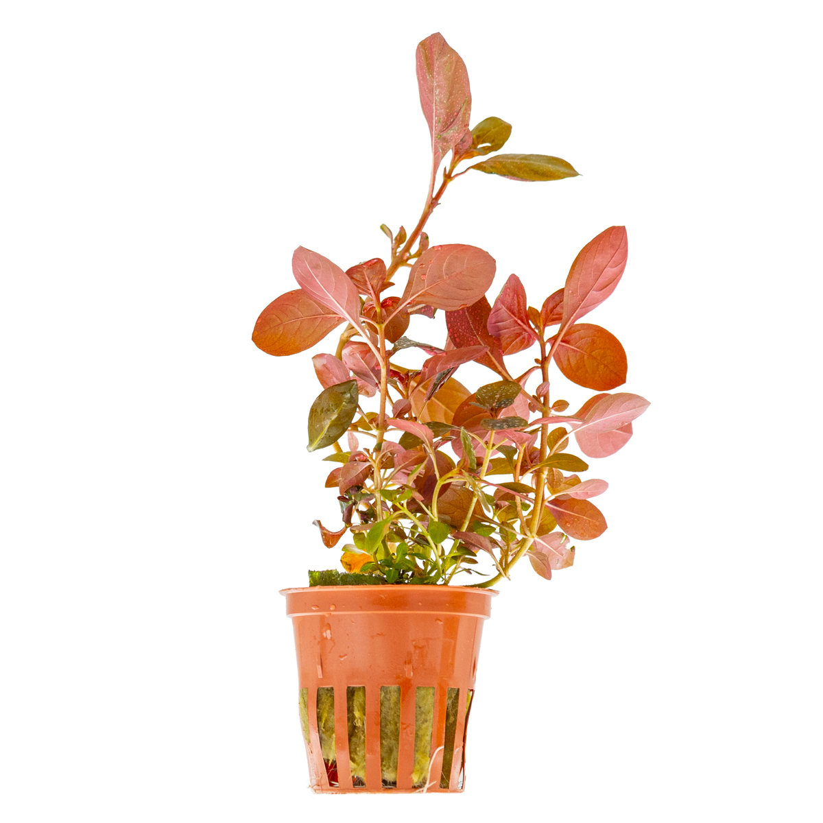 Ludwigia repens 'Rubin'