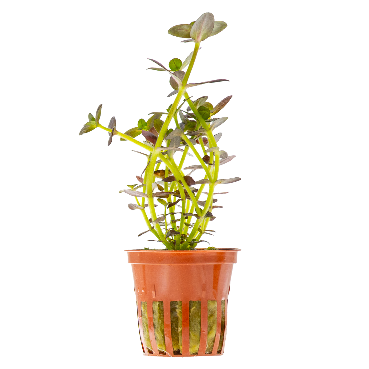 Bacopa salzmannii 'Purple'