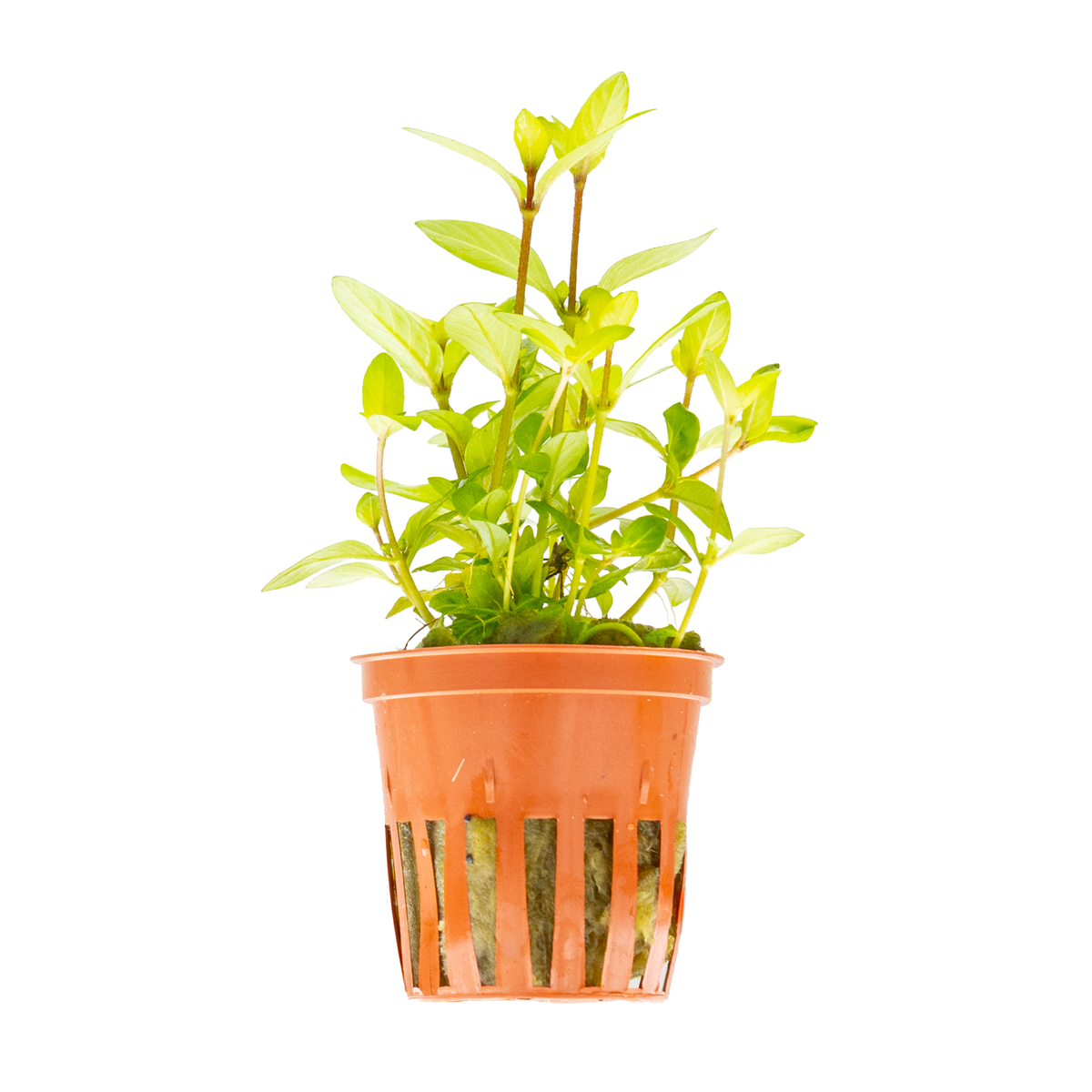 Staurogyne repens