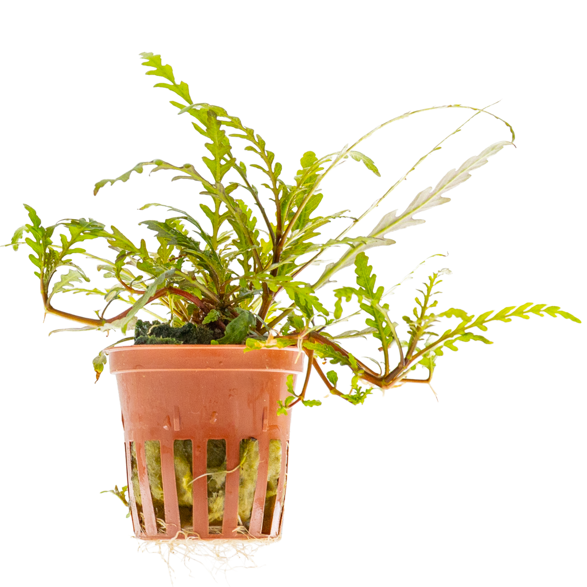 Hygrophila pinnatifida