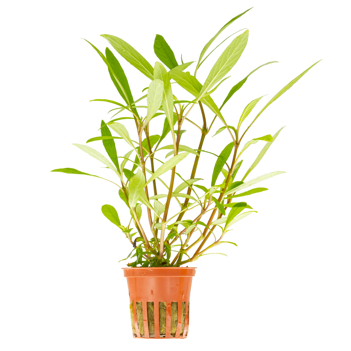 Hygrophila costata