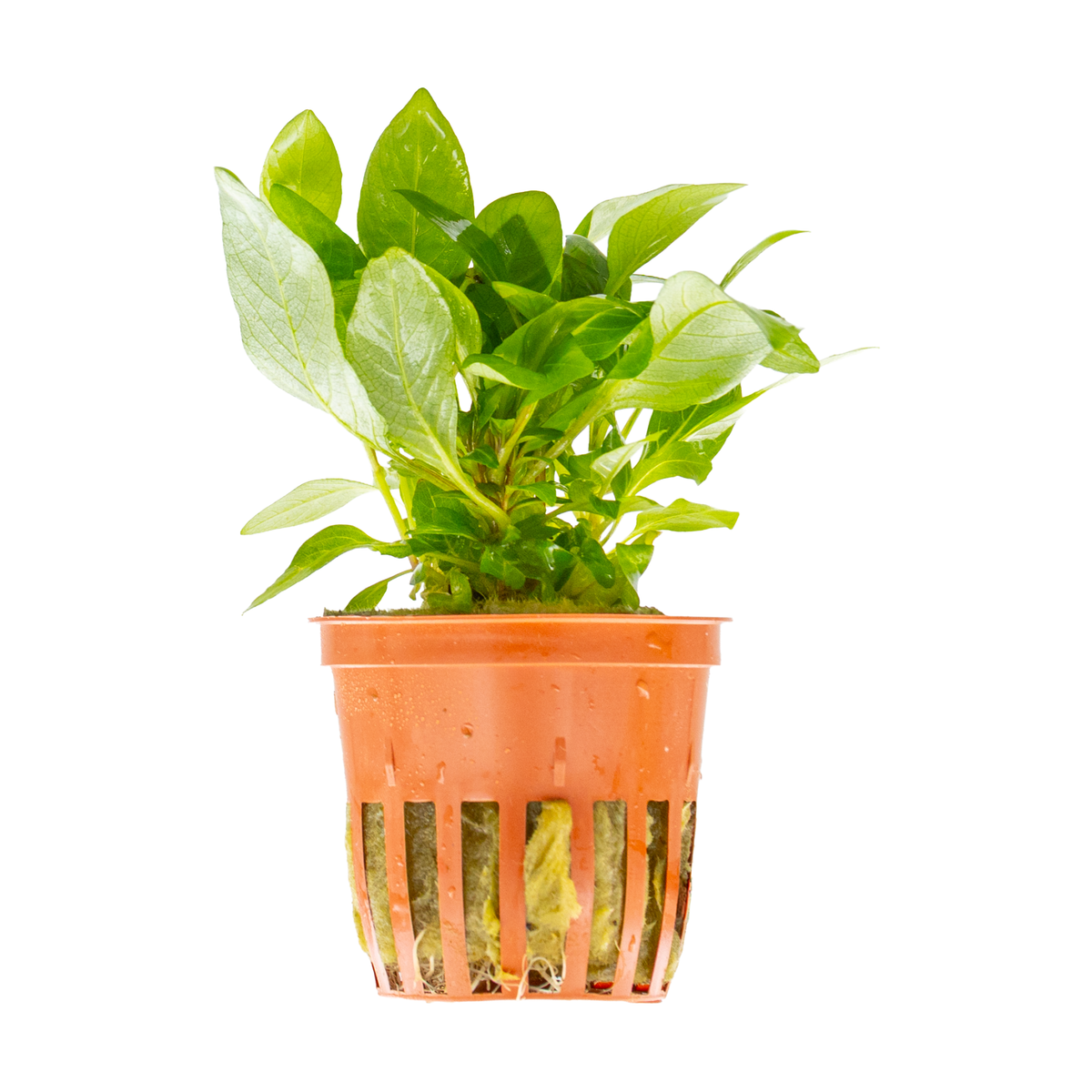 Hygrophila corymbosa 'Compact'