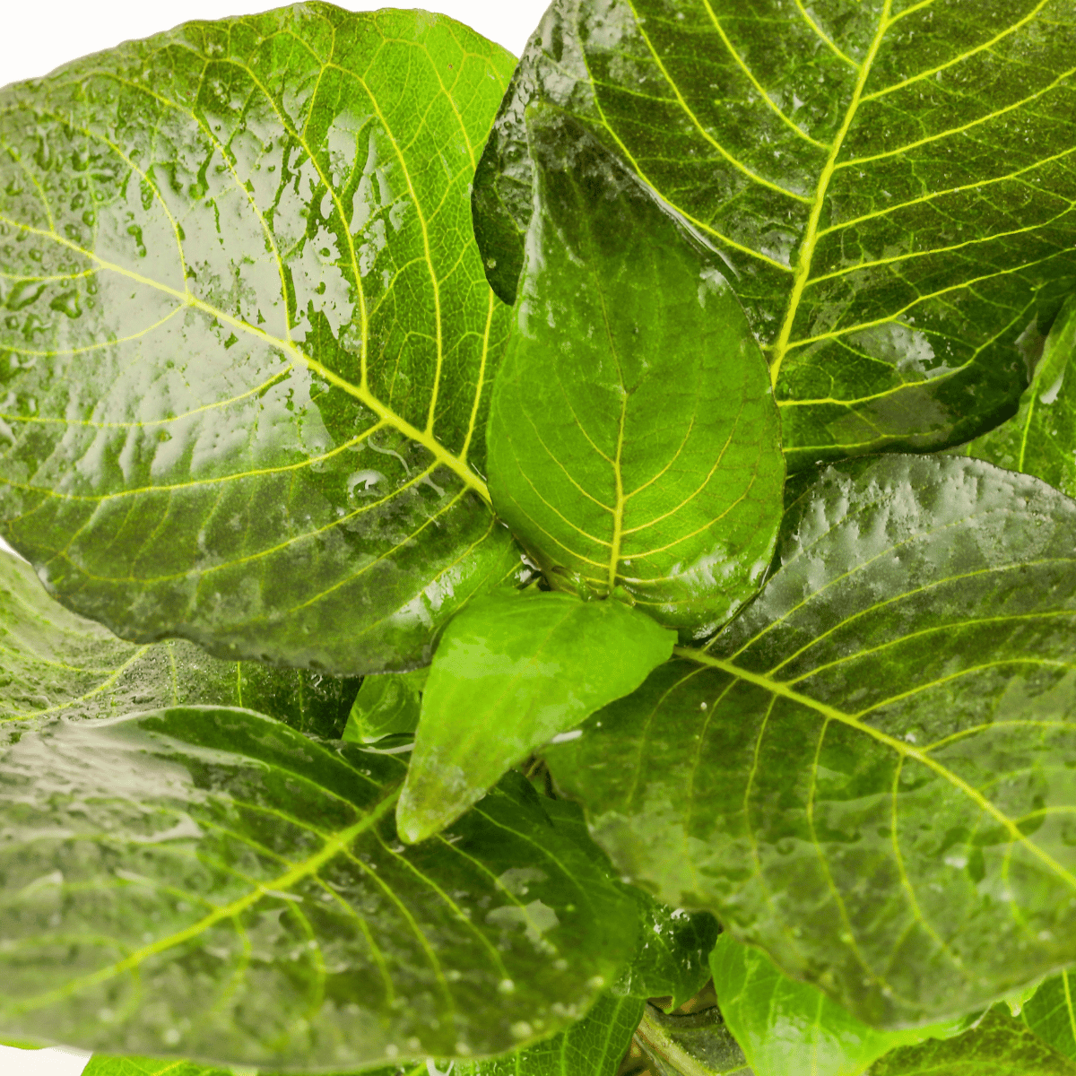 Hygrophila corymbosa 'Compact'