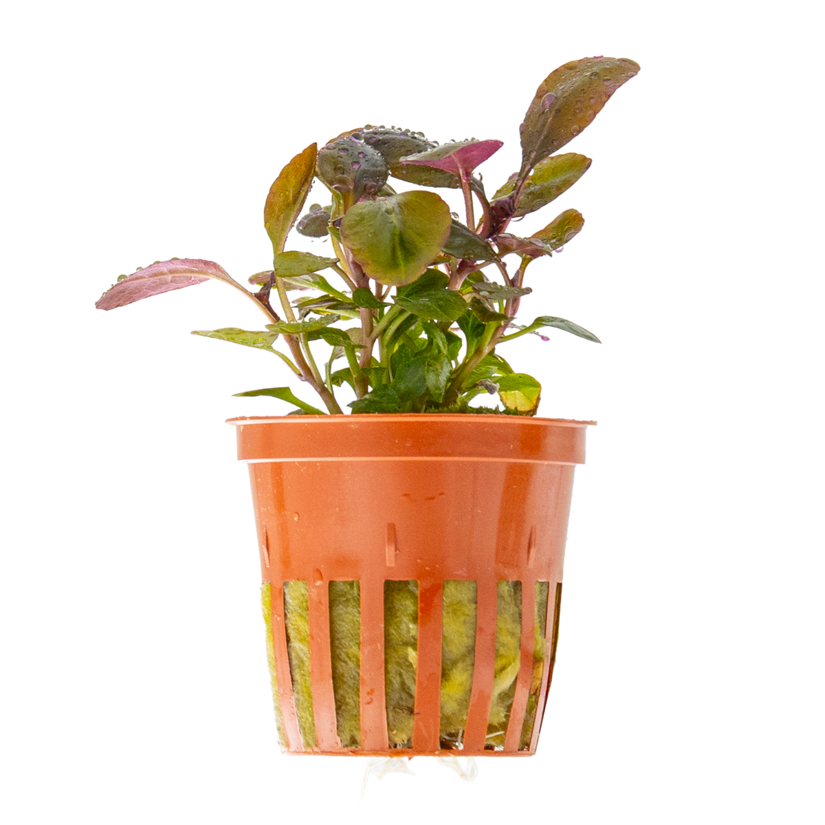 Lobelia cardinalis