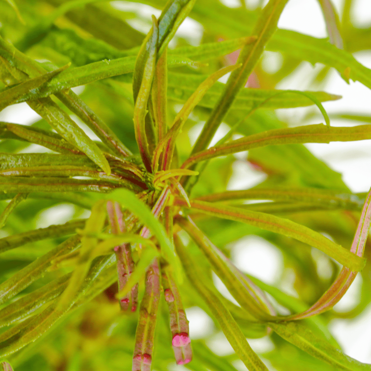Pogostemon stellatus