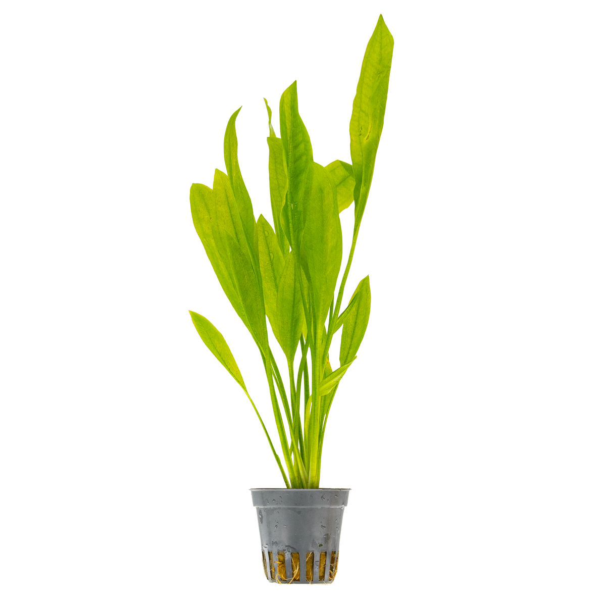 Echinodorus grisebachii 'Bleherae'