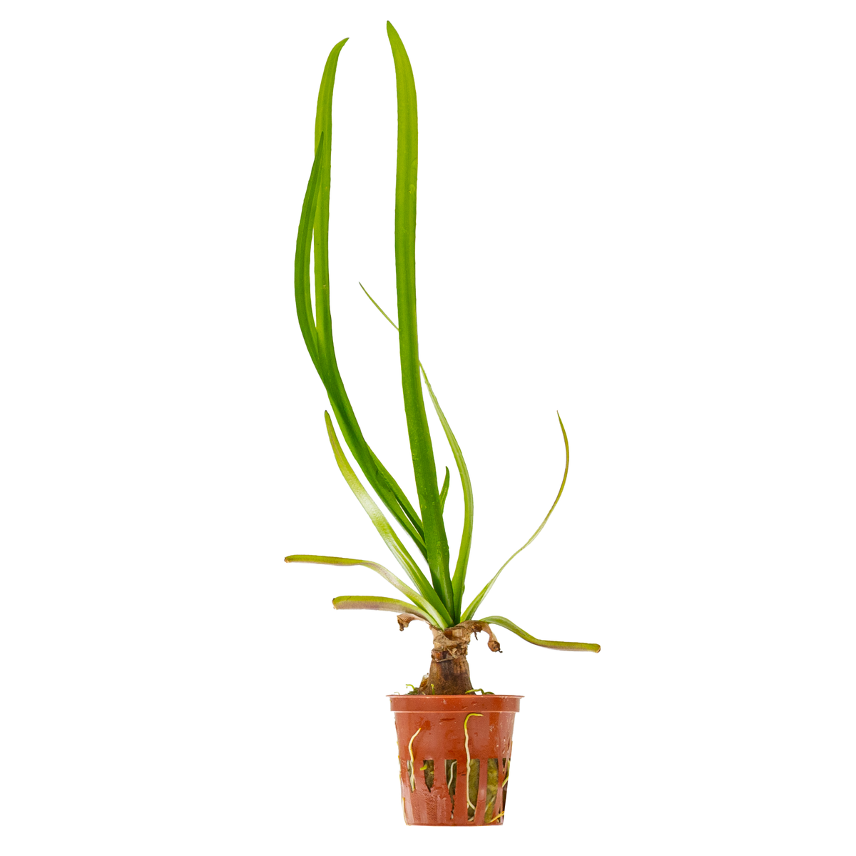 Crinum thaianum