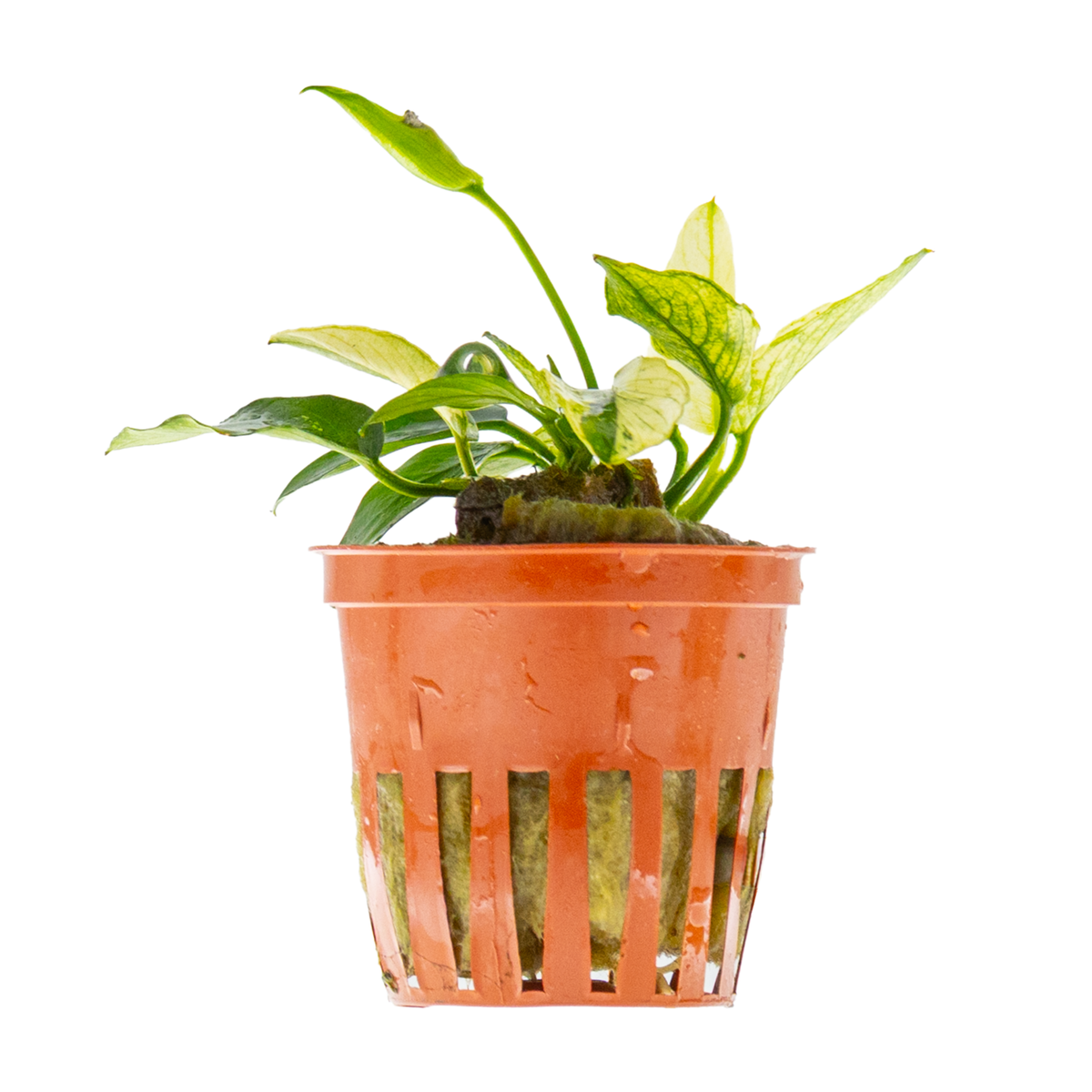 Anubias barteri var. nana 'Pinto'