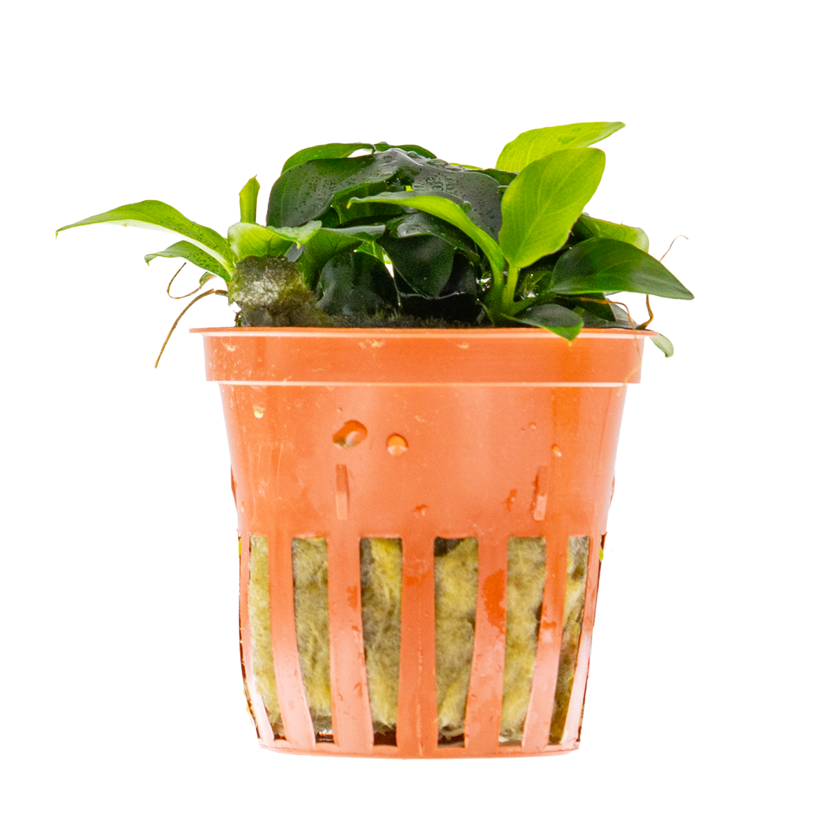 Anubias barteri 'Petite'