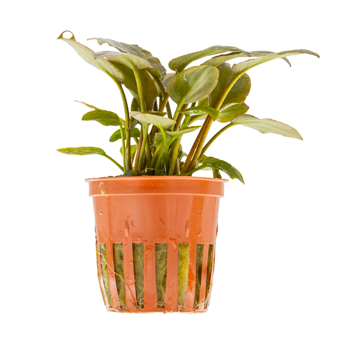 Lagenandra meeboldii 'Red'