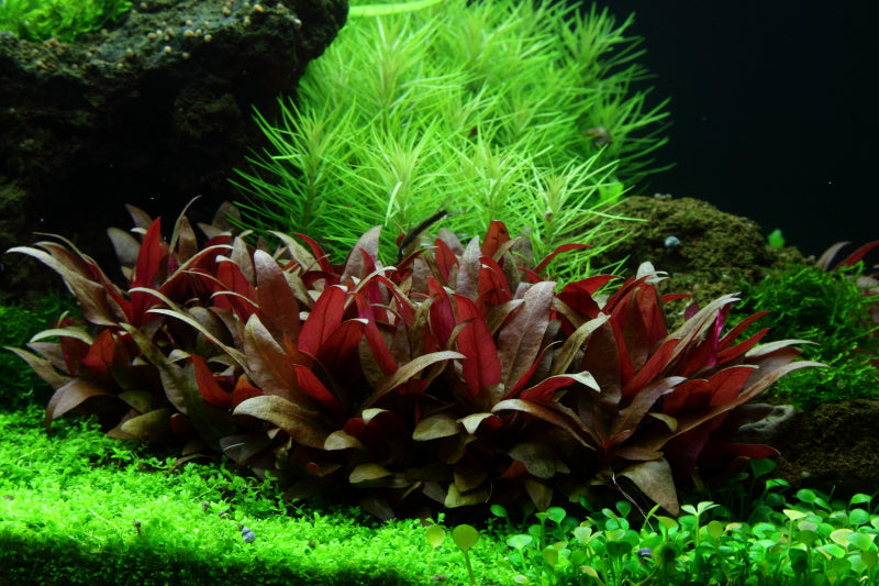 Layout 53 (225 L)