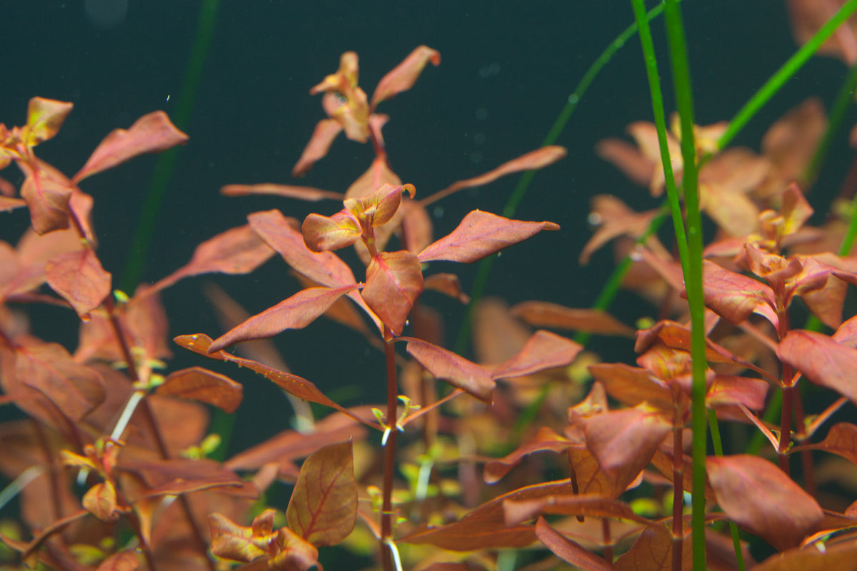 Layout 95 (300 L)