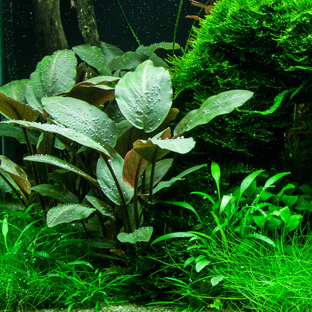 Layout 95 (300 L)