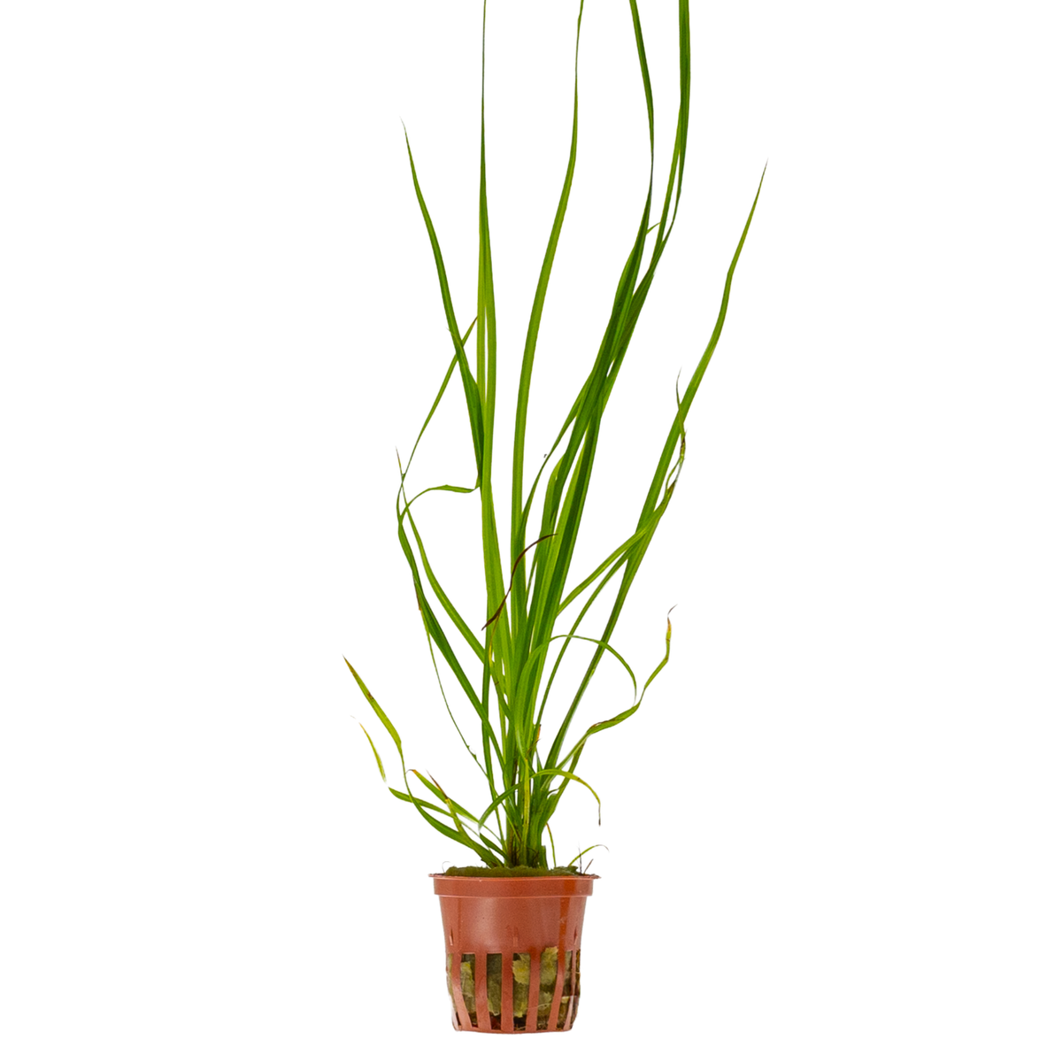 Cyperus helferi