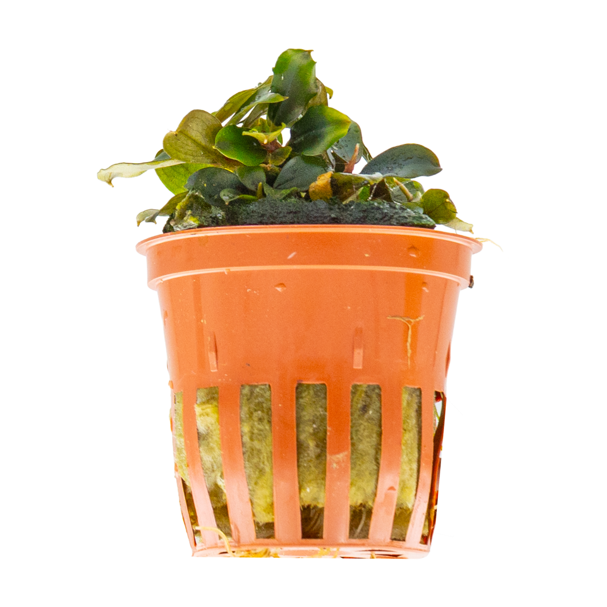 Bucephalandra sordidula 'Blue'