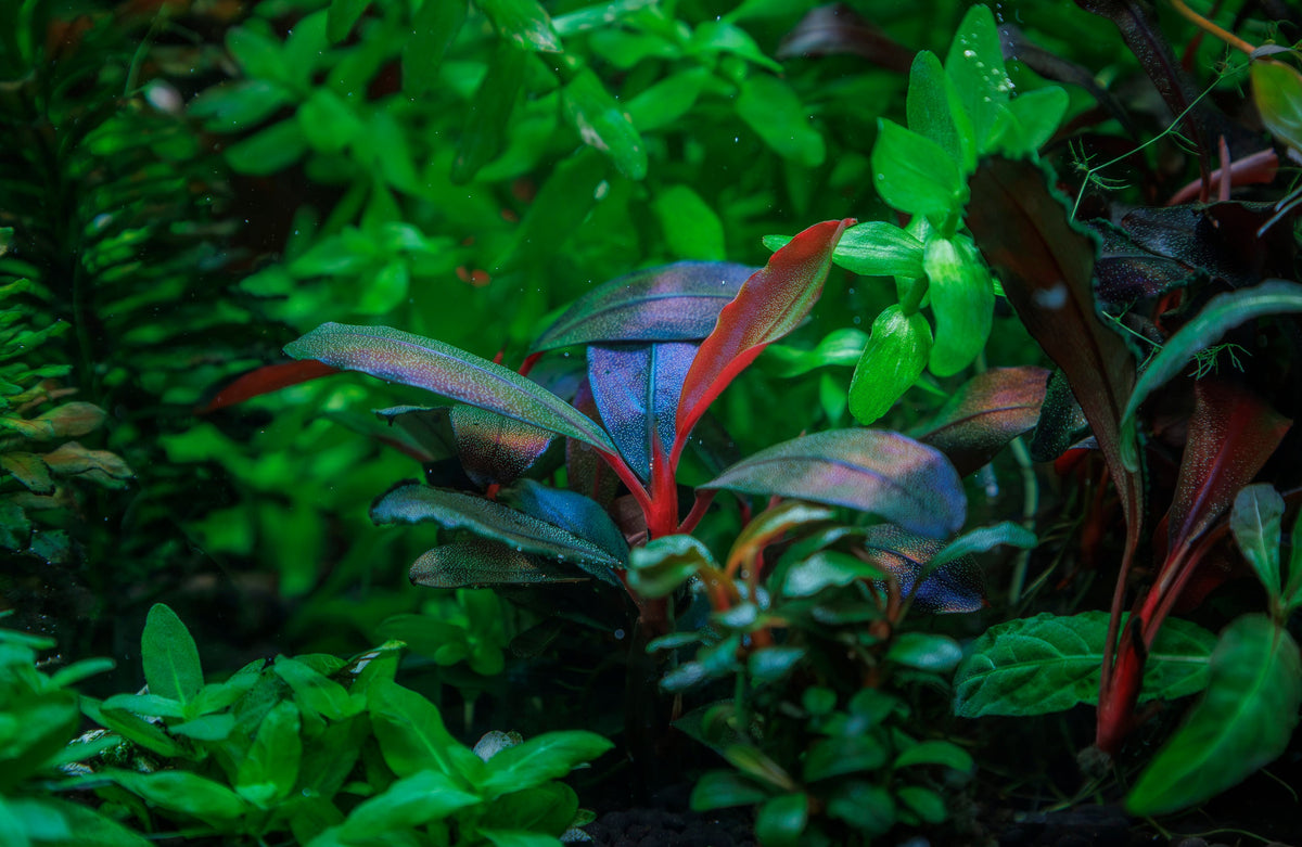 Bucephalandra sordidula 'Blue'