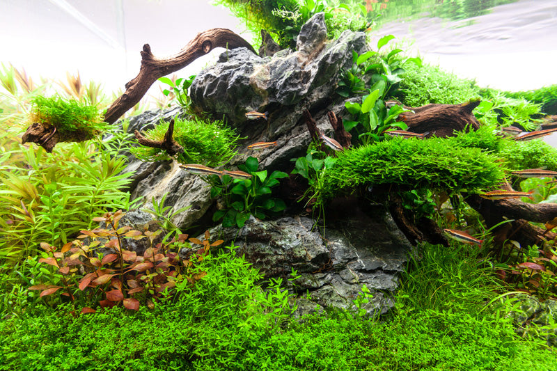 Layout 86 (182 L)