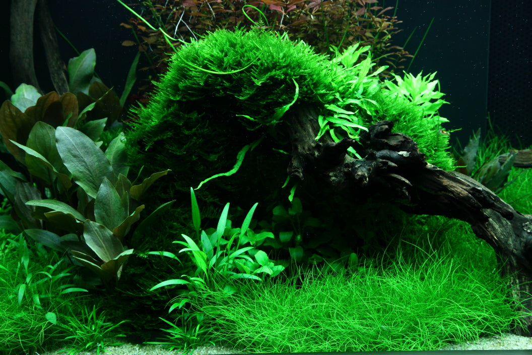 Layout 95 (300 L)