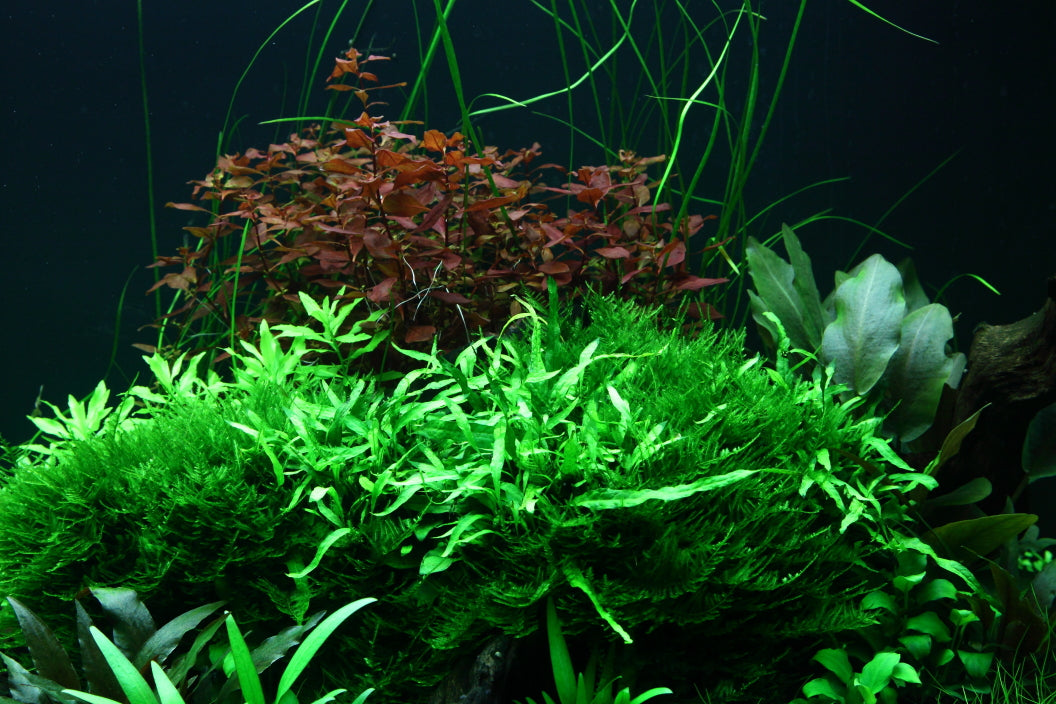 Layout 95 (300 L)