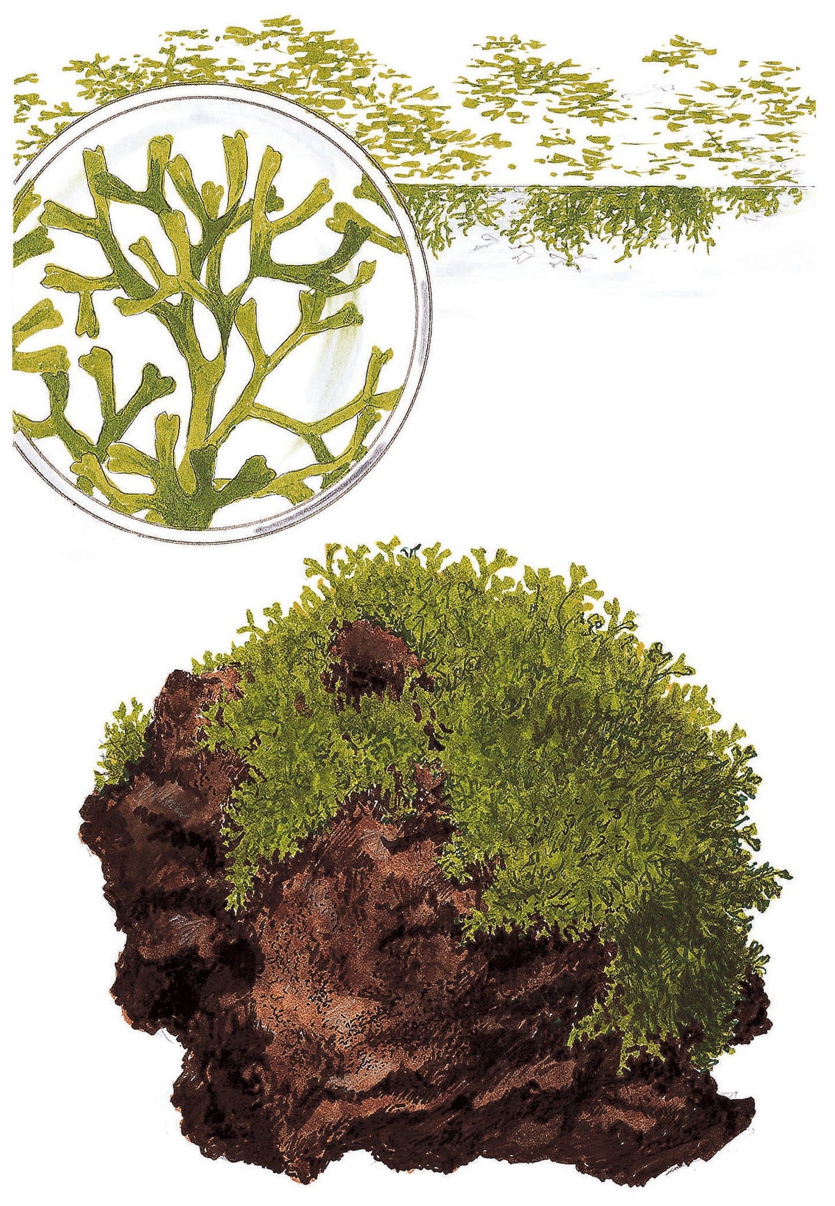 Riccia fluitans