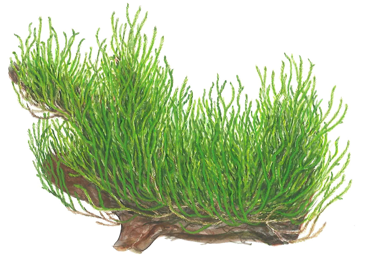 Taxiphyllum sp. 'Flame Moss'