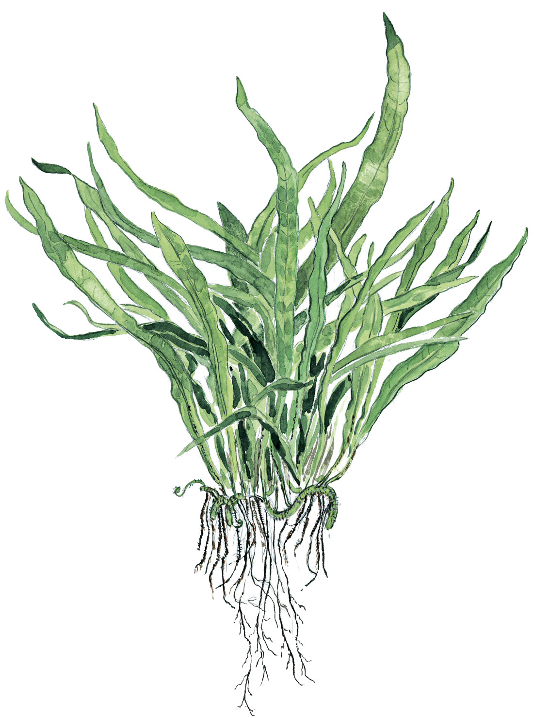 Microsorum pteropus 'Narrow'