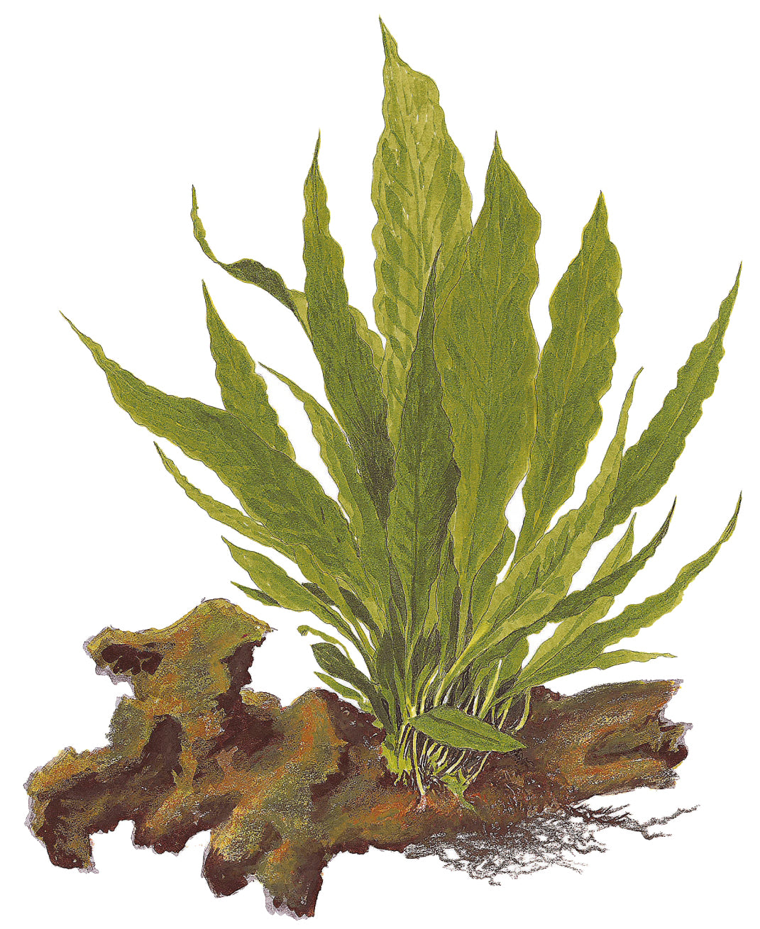 Microsorum pteropus