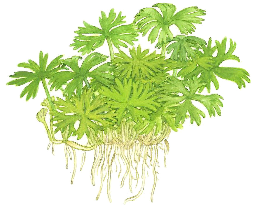 Ranunculus inundatus