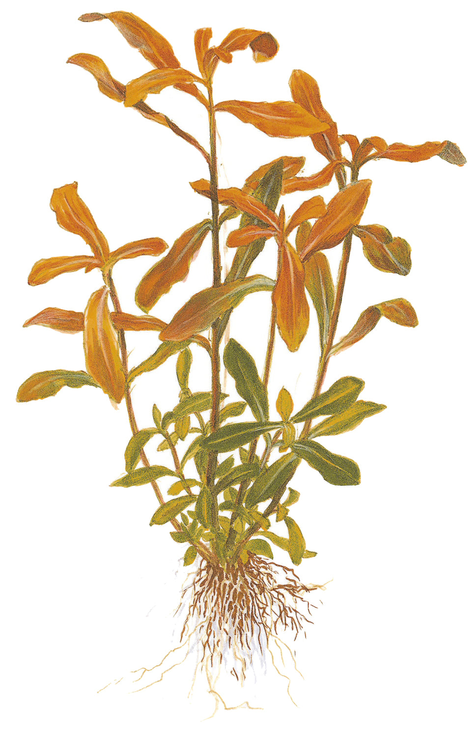 Ammannia crassicaulis