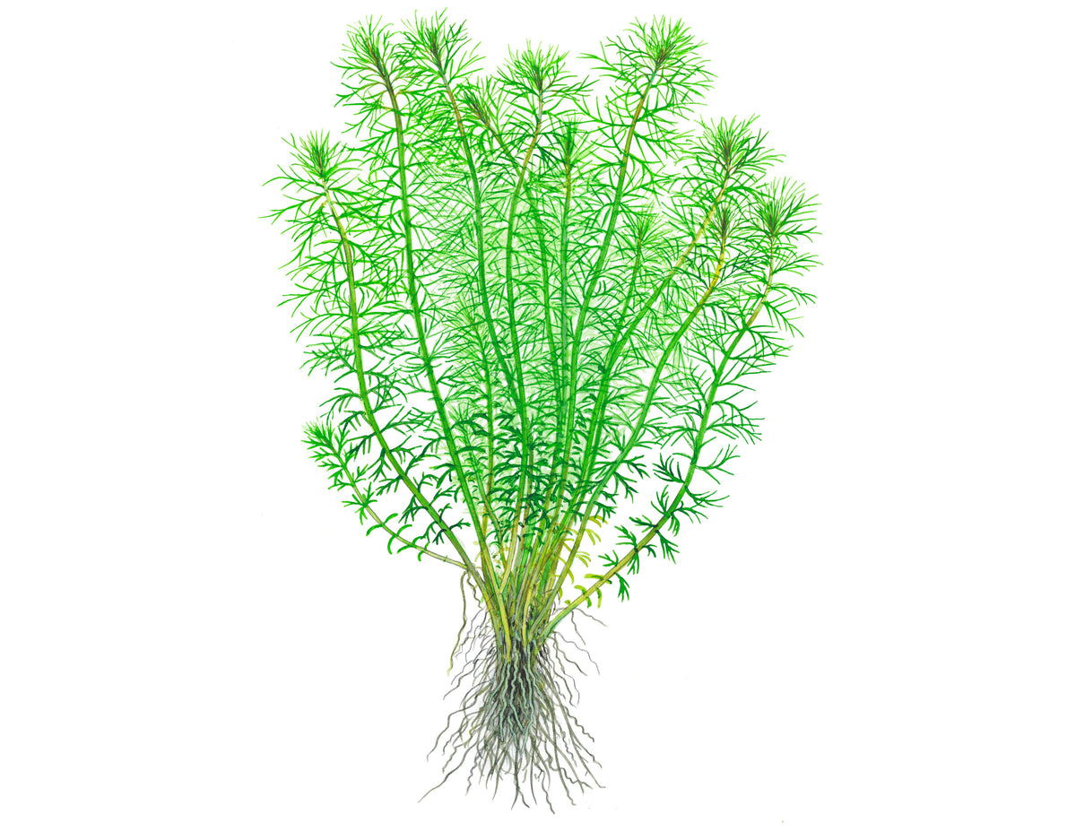 Myriophyllum sp. 'Guyana'