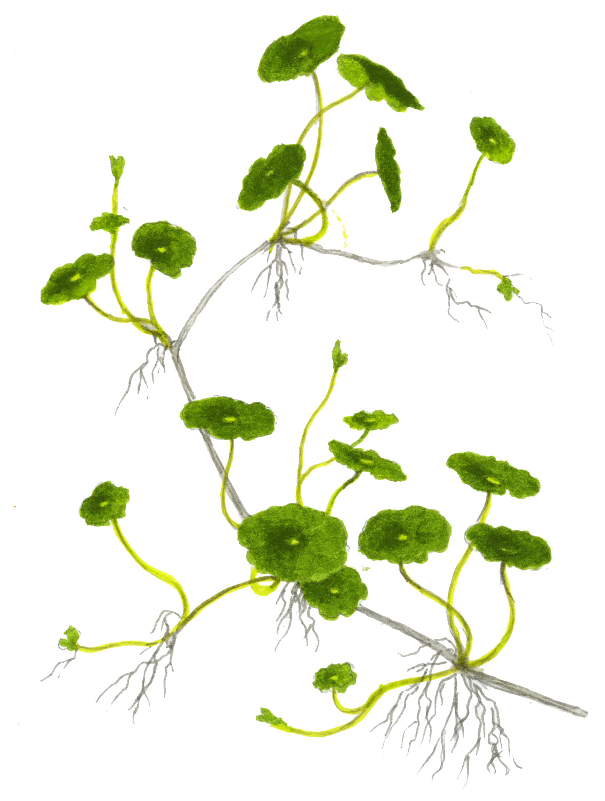 Hydrocotyle verticillata