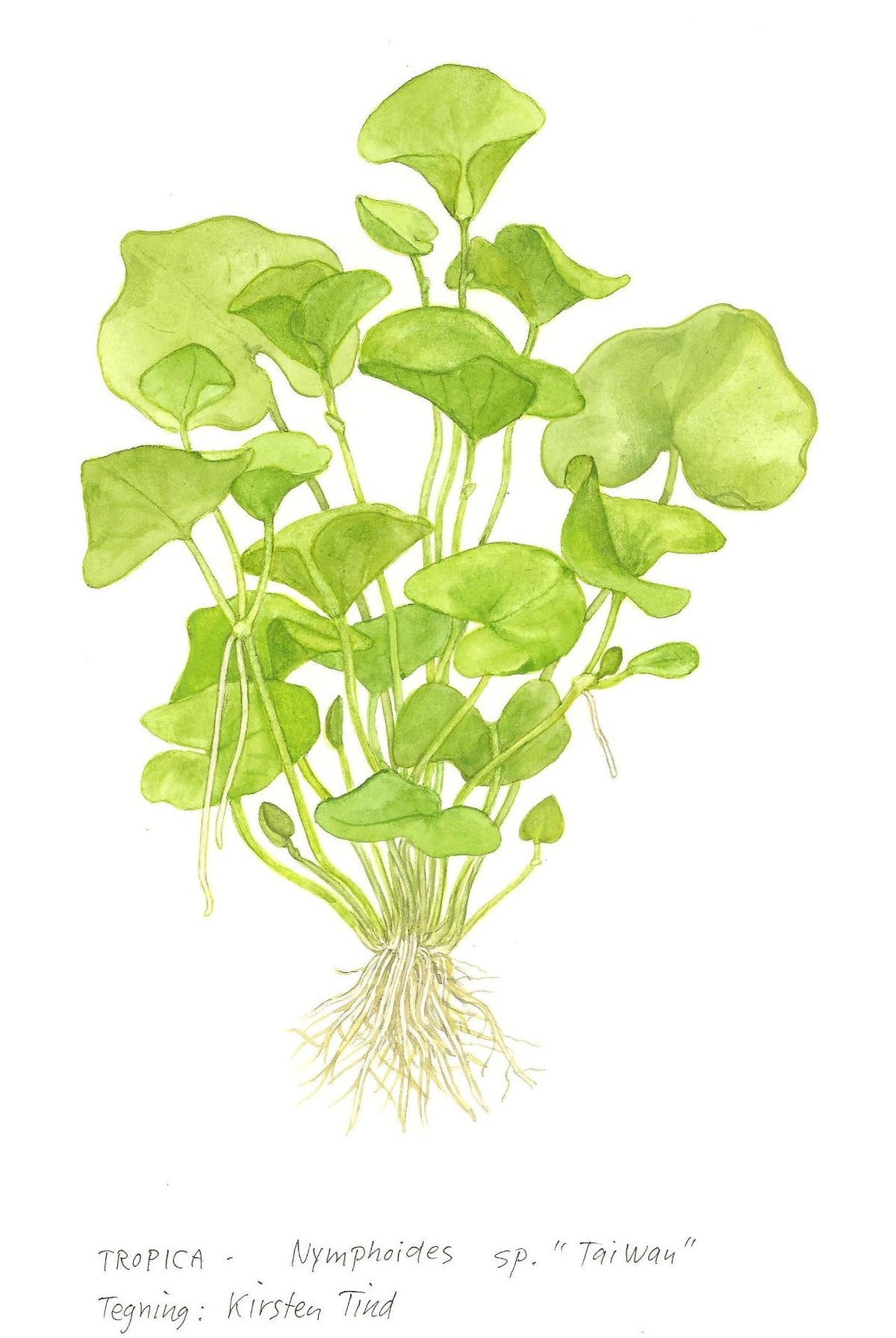 Nymphoides hydrophylla 'Taiwan'