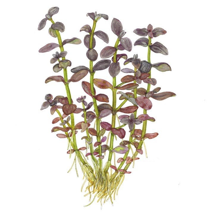Bacopa salzmannii 'Purple'