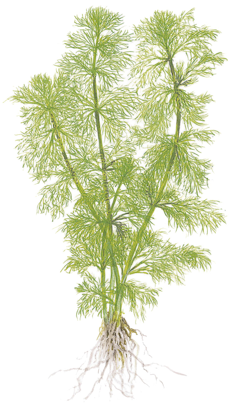 Limnophila aquatica