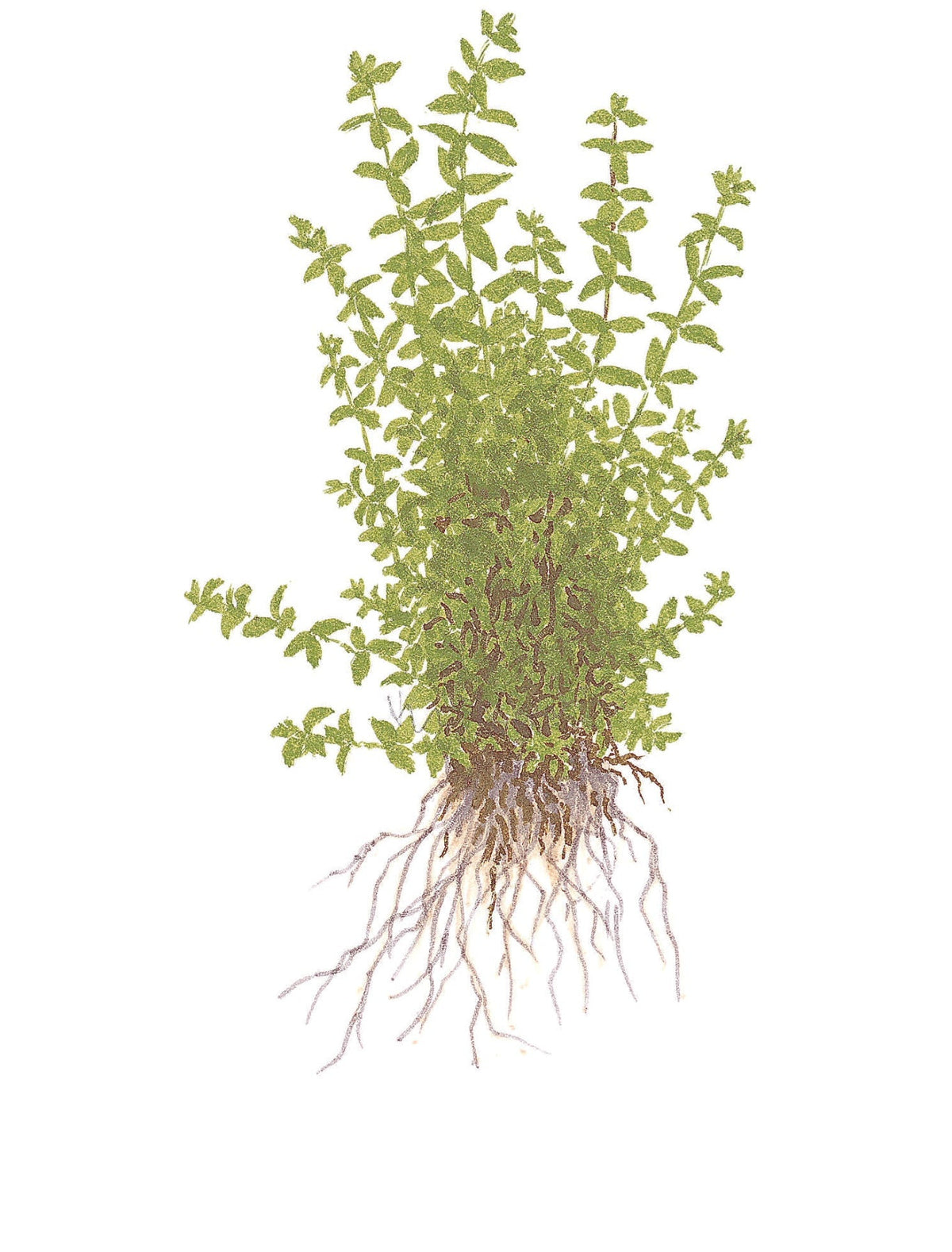 Micranthemum glomeratum