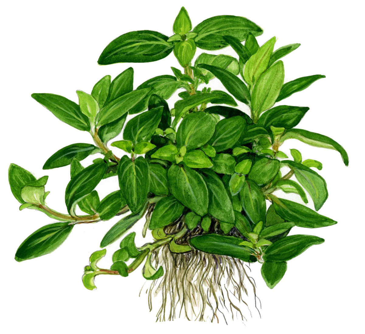 Staurogyne repens