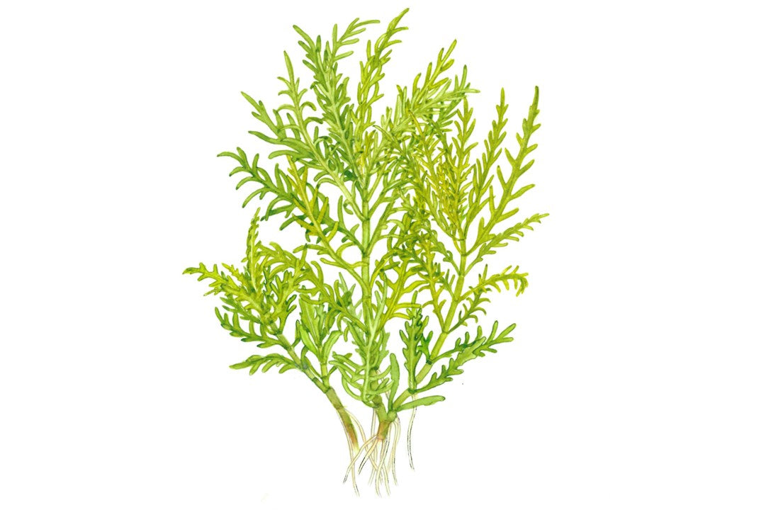 Hygrophila odora 'Difformis'