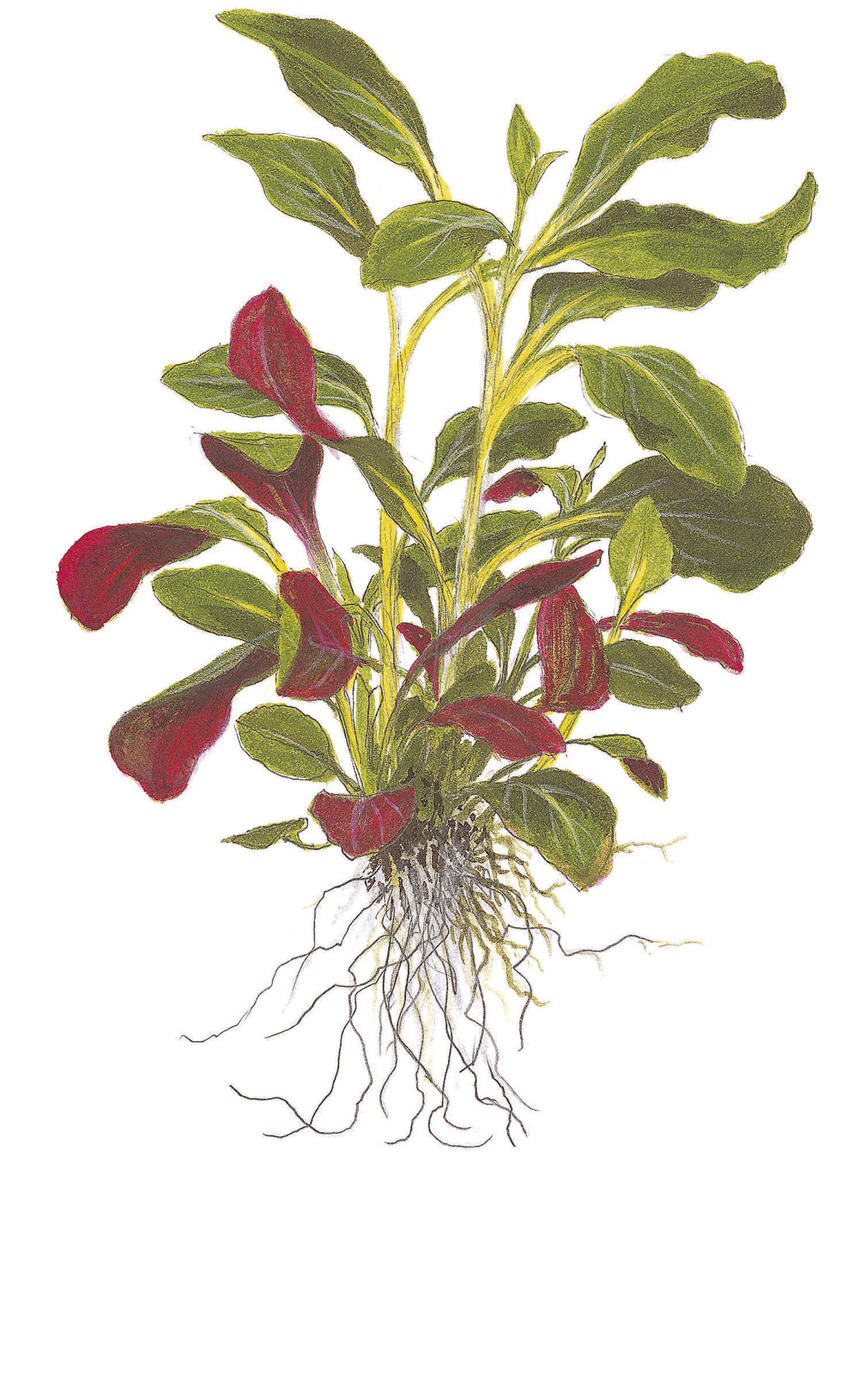 Lobelia cardinalis