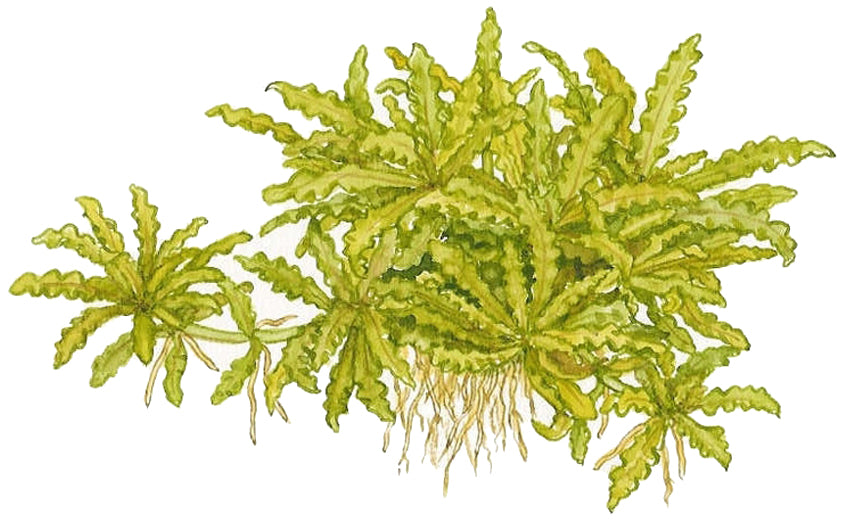 Pogostemon helferi