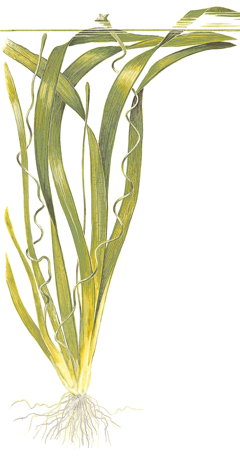Vallisneria 'Gigantea'
