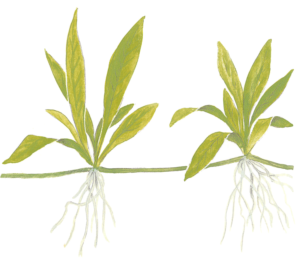 Helanthium bolivianum 'Quadricostatus'