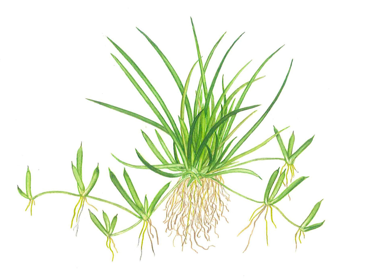 Littorella uniflora