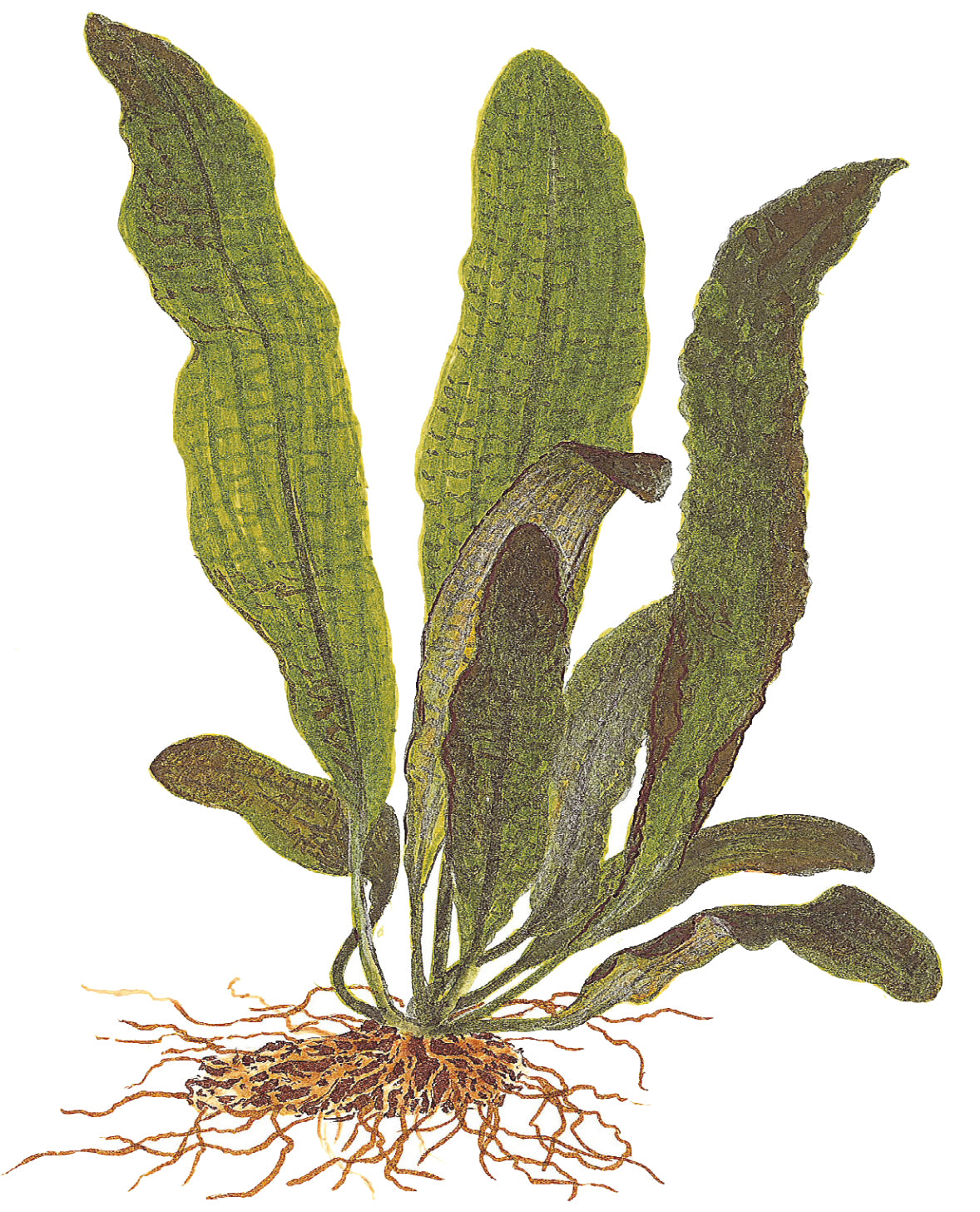 Aponogeton boivinianus
