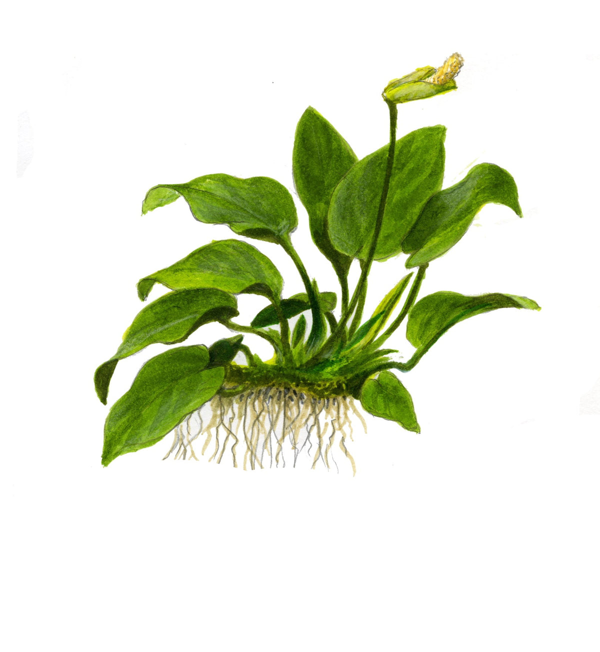 Anubias barteri nana
