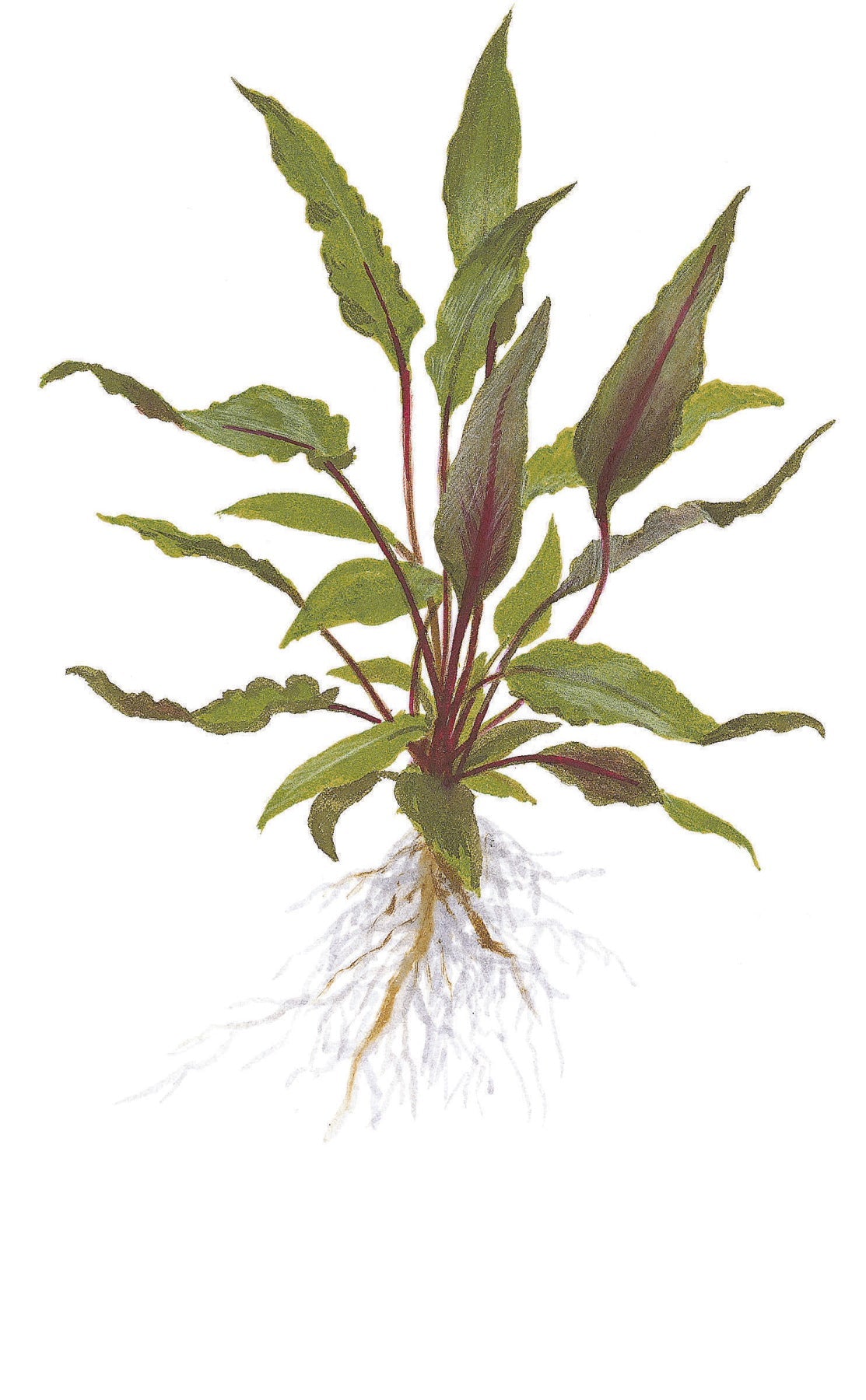 Cryptocoryne beckettii 'Petchii'